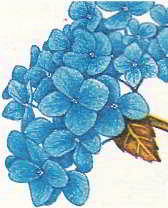 Цветы гортензии на кислотной по­чве синие, а на щелочной — розовые